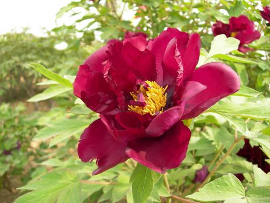 向阳红（芍药属牡丹花）