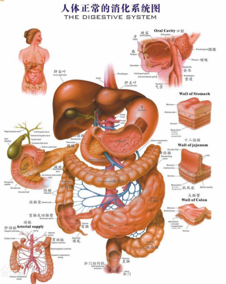 人体消化系统