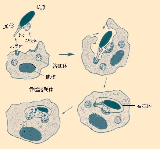 细胞吞噬作用