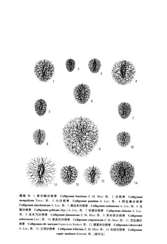 库尔勒沙拐枣