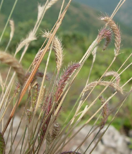 蜈蚣草（中药）