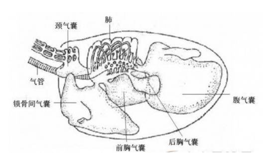 禽气囊炎