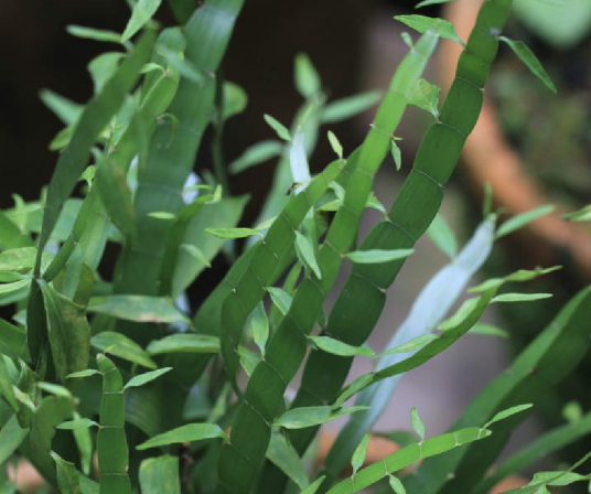 竹节蓼（蓼科千叶兰属植物）