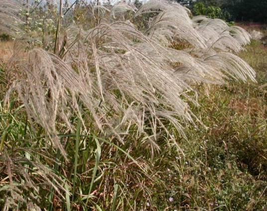 芦苇（禾本科芦苇属植物）