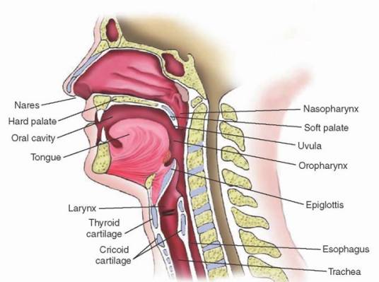 上呼吸道组成
