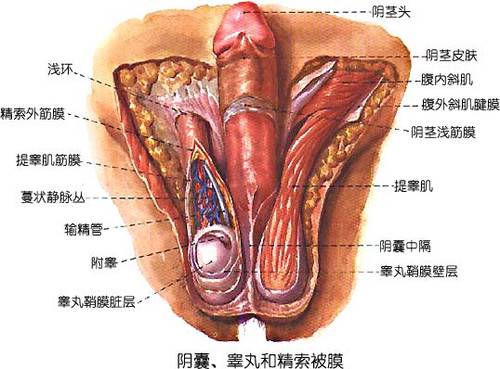 附睾丸炎