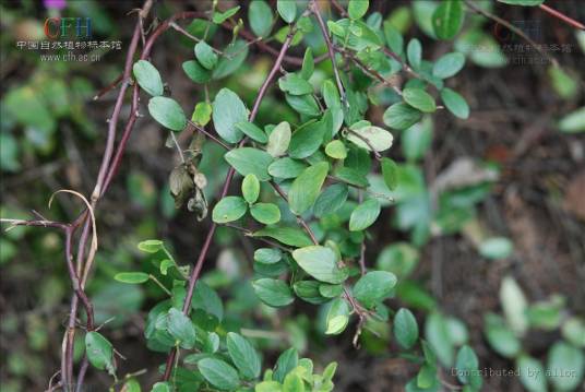 铁包金（鼠李科勾儿茶属植物）