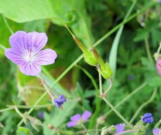 老鹳草（牻牛儿苗科老鹳草属植物）