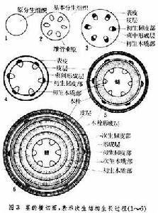 初生分生组织