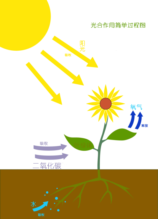 光合作用（绿色植物吸收光能把二氧化碳和水合成有机物同时释放氧气的过程）