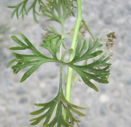 飞燕草（中药）