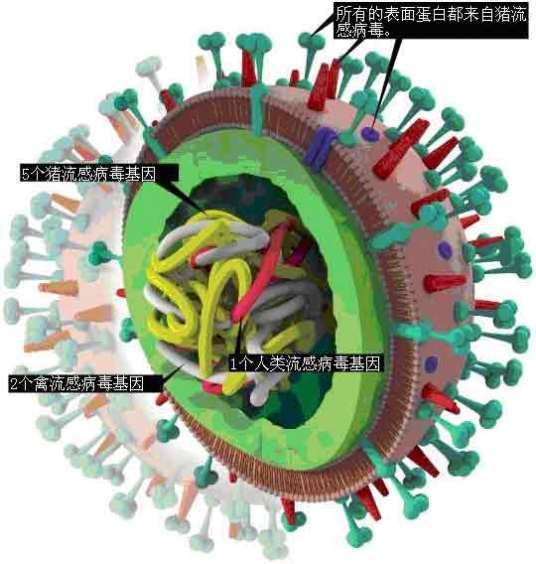 超级H1N1