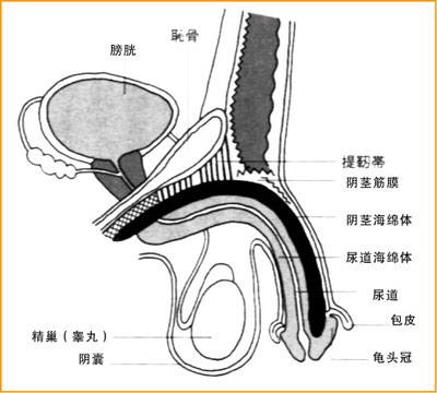 勃起异常