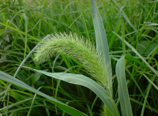 大狗尾草（禾本科狗尾草属植物）