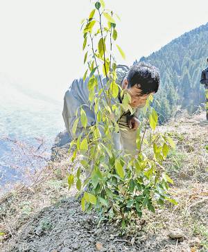 息烽高山老鹰茶