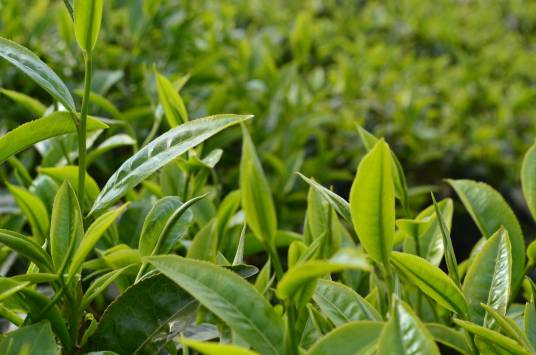 中国茶（植物）