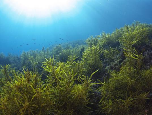 海藻（马尾藻科植物）