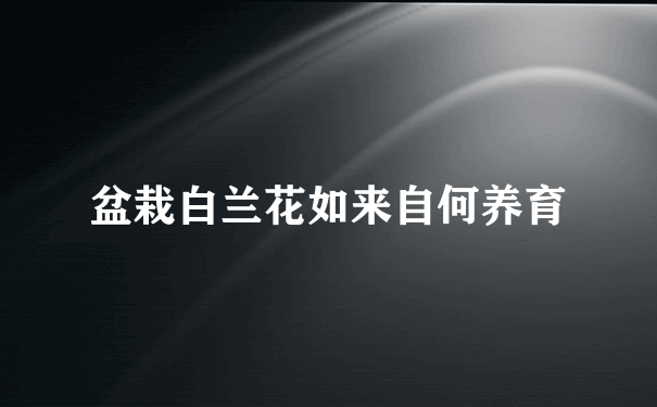 盆栽白兰花如来自何养育