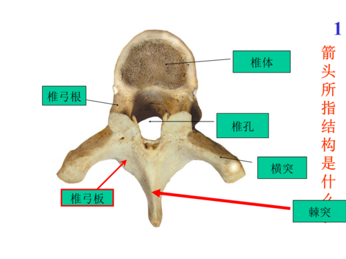 护理学专业要学的课程有哪些？