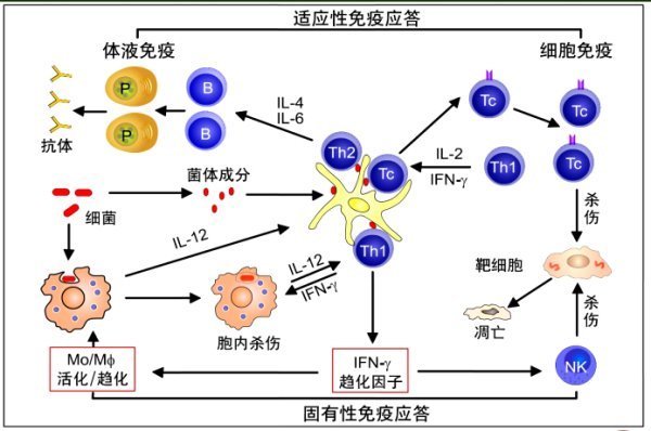 护理学专业要学的课程有哪些？