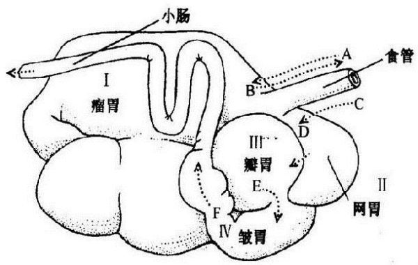 牛的四个胃分别有什么功能？