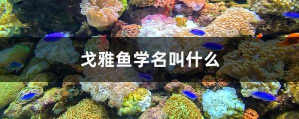 戈雅鱼学名叫什么