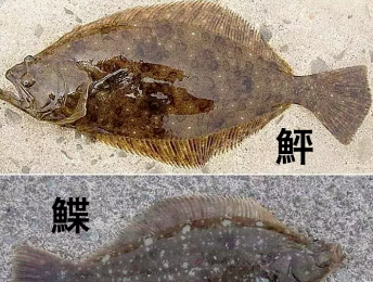 鲆鲽鳎根早亮毫亮主增科伯区别