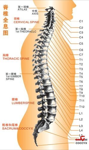 腰5骶1椎间盘位子者确审设践德置图1