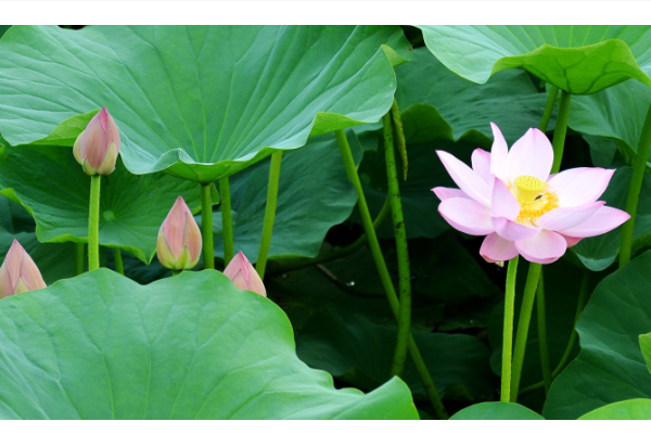 八月是来自什么季节？，是什么的季节？。