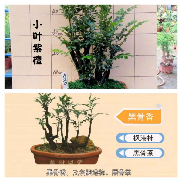 黑骨茶与小叶紫檀的区别是什么？