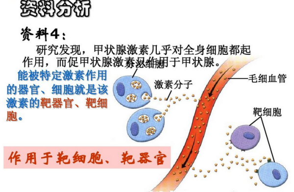 什么是靶器官？