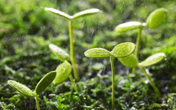 关于下雨的谚语