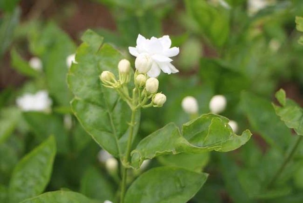 茉莉花的养殖方法