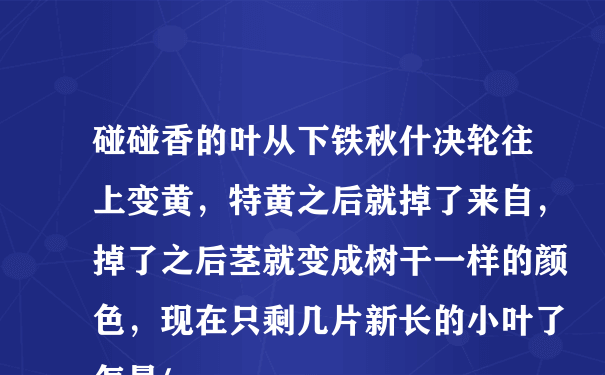 碰碰香的叶从下铁秋什决轮往上变黄，特黄之后就掉了来自，掉了之后茎就变成树干一样的颜色，现在只剩几片新长的小叶了怎曼/span>