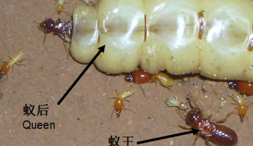 杀白蚁用什么蒸洲层以跑械松药最好？