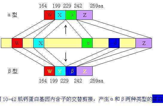 外显子和内来自含子的定义