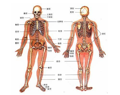 人体骨骼模型的介绍