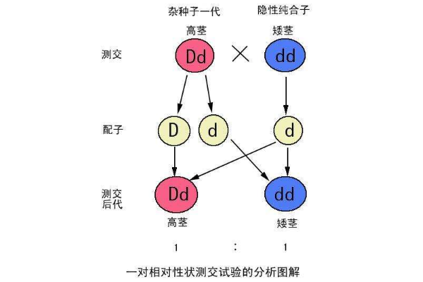 分离定律的来自内容是什么