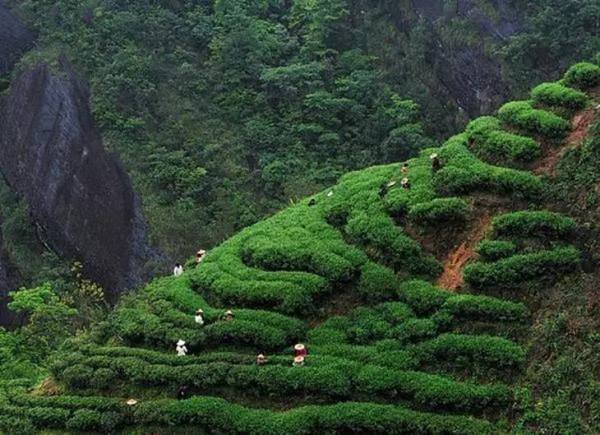 什么是岩茶来自，岩茶有什么功效?360问答