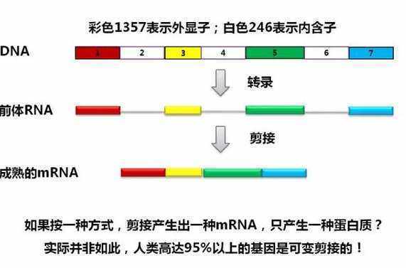 外显子和内来自含子的定义