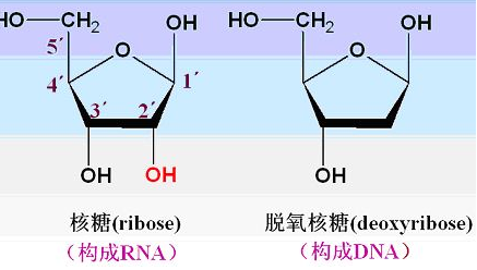 脱氧核糖核苷酸的结构示意图