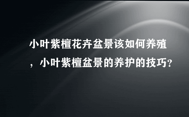 小叶紫檀花卉盆景该如何养殖，小叶紫檀盆景的养护的技巧？