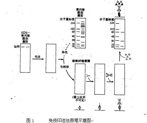 western blotting的原理、操作步骤及意义