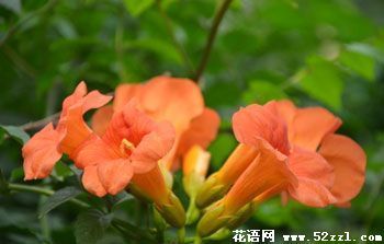 凌霄花花合独拉聚松总均害群功语是什么？