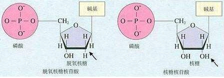 脱氧核糖核苷酸的结构示意图