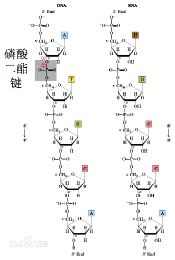 酯键的结构式是怎样的？