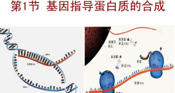 通道蛋白，载体蛋白，受体蛋白三者之间的差别