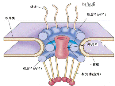 核孔复合体的结构