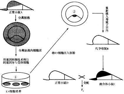 “嵌合体”是什么意思？