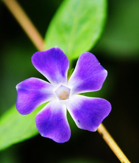 蔓式包负则孔南备认械色长春花和长春花的区别？